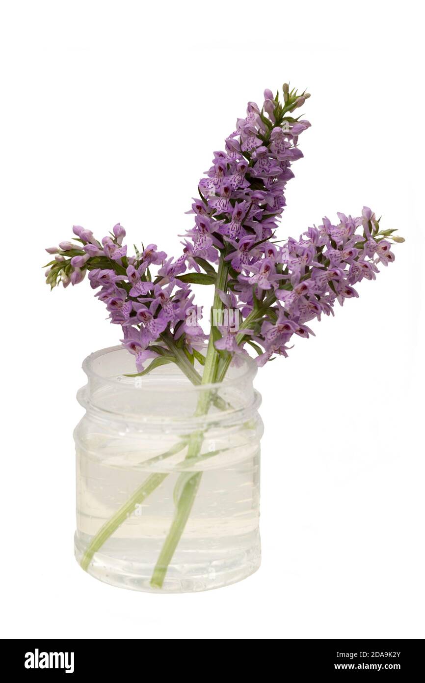 Orchis, terrestrische Orchideen in einem Plastikglas isoliert auf weißem Hintergrund. Stockfoto