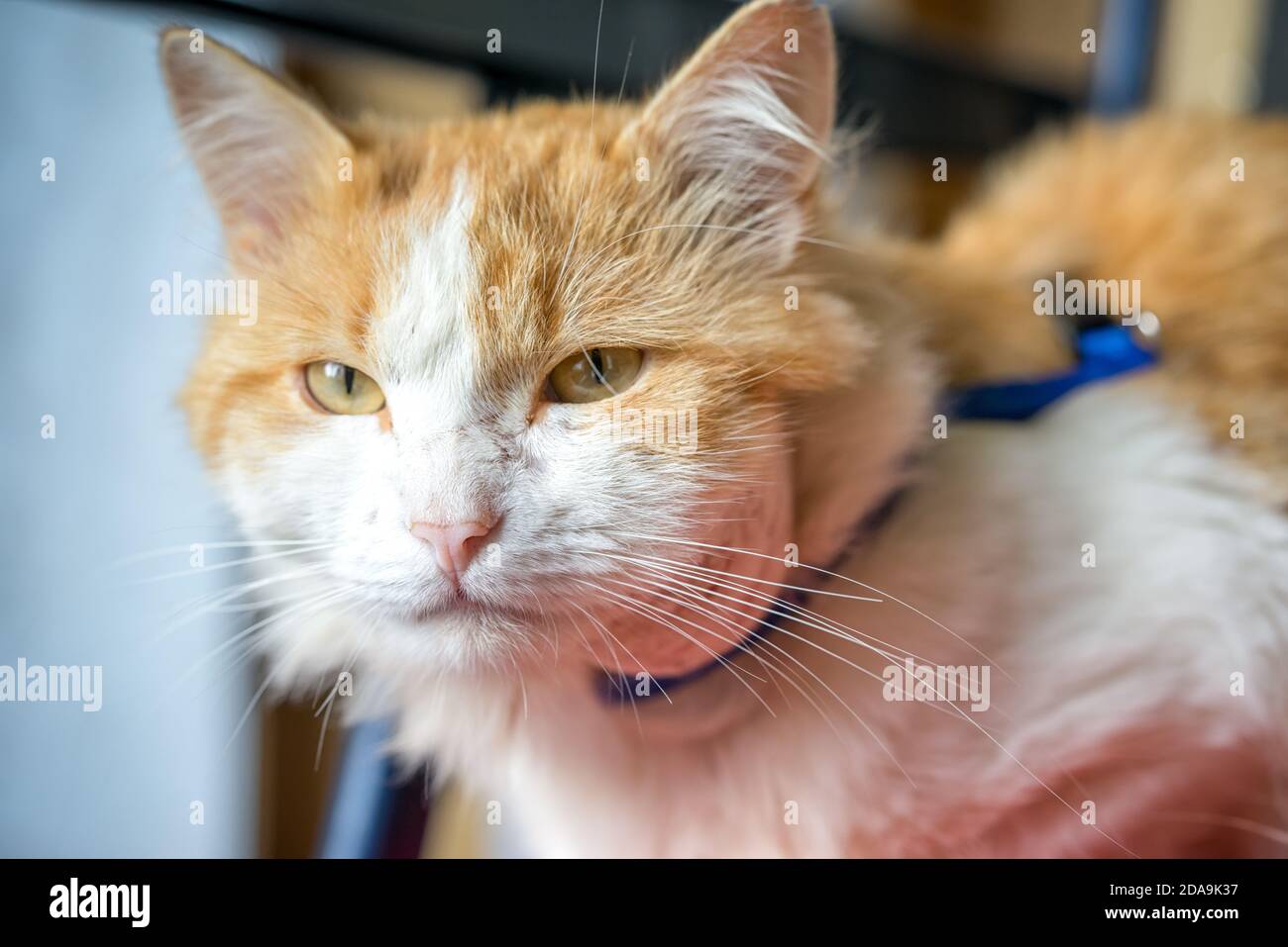 Abszess am Hals der Katze. Tiere, die auf der Straße laufen, sind eher infiziert. Kratzer aus dem Kampf mit anderen Tieren führen zu Inflam Stockfoto