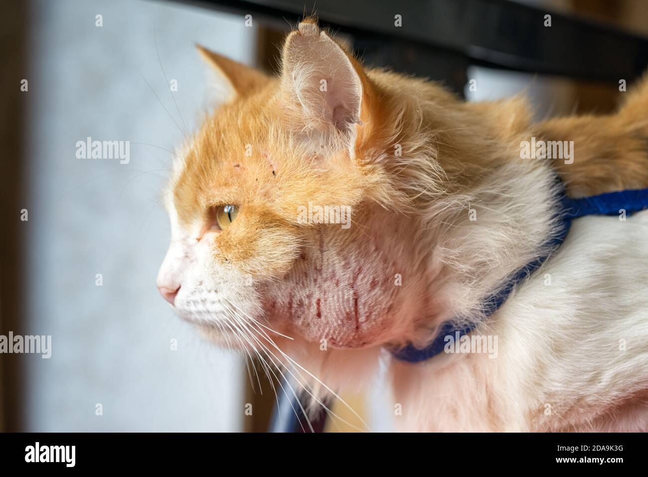 Abszess am Hals der Katze. Tiere, die auf der Straße laufen, sind eher infiziert. Kratzer aus dem Kampf mit anderen Tieren führen zu Inflam Stockfoto