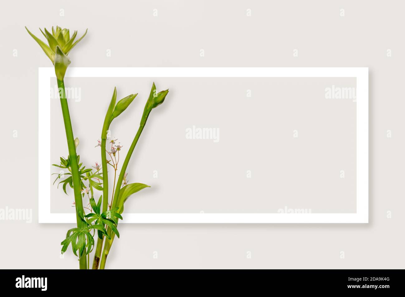 Hosta Stiele und weißer rechteckiger Rahmen mit Kopierfläche auf cremefarbenem Hintergrund, minimalistisches Design. Stockfoto Hosta Stiele und weißer rechteckiger Rahmen mit Kopierfläche auf cremefarbenem Hintergrund, minimalistisches Design. Stockfoto