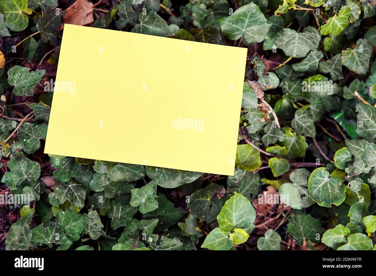 Leeres Gelbes Papier Das Auf Einem Grunen Gartenpflanzen Und Blatthintergrund In Der Natur Nachgemacht Wird Stockfotografie Alamy
