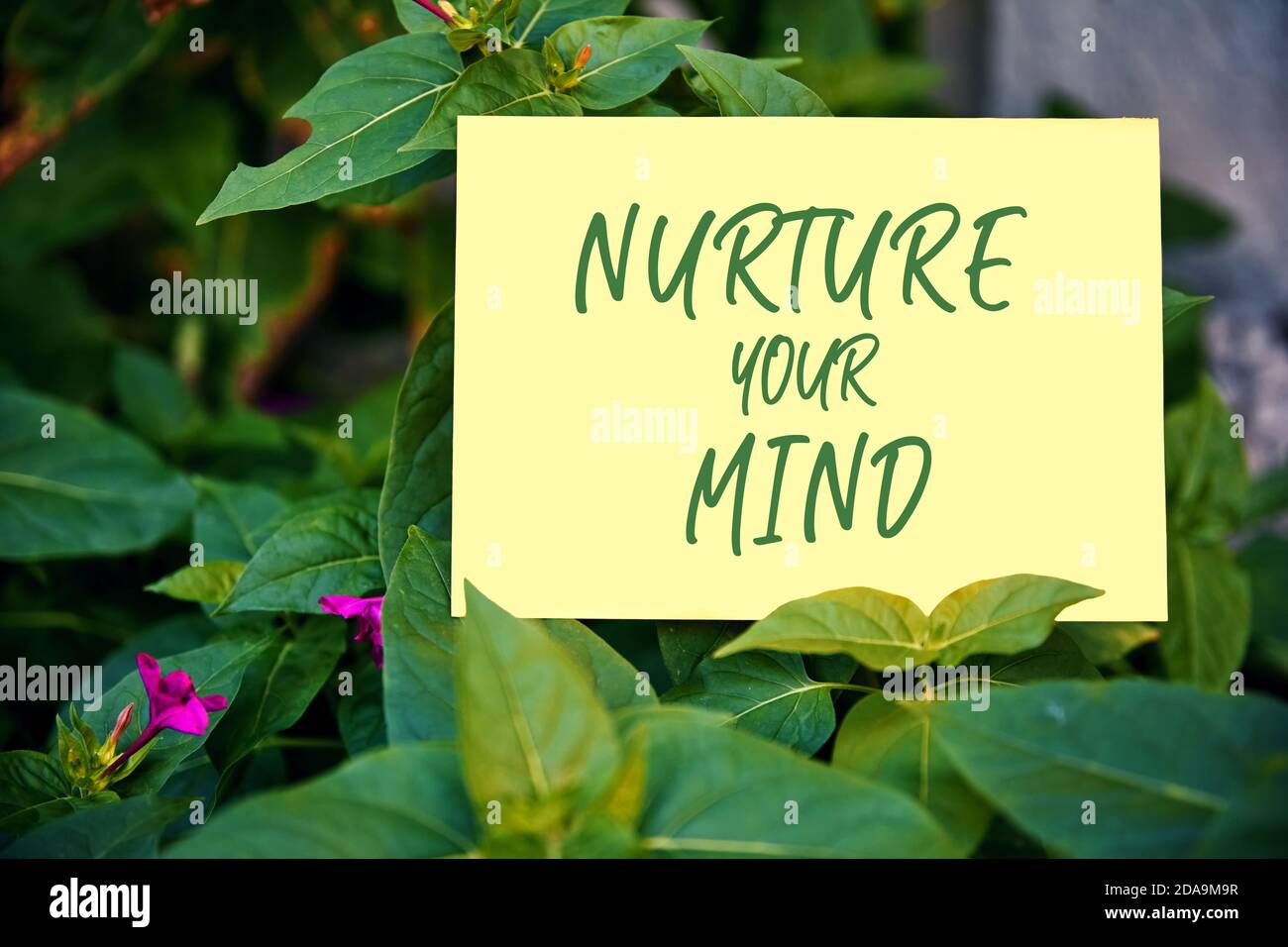 Nurture Ihren Geist motivierende Zitat auf Papier auf grünen Garten Hintergrund geschrieben. Die Wirkung von Gedanken auf Geist und Körper Konzept. Stockfoto
