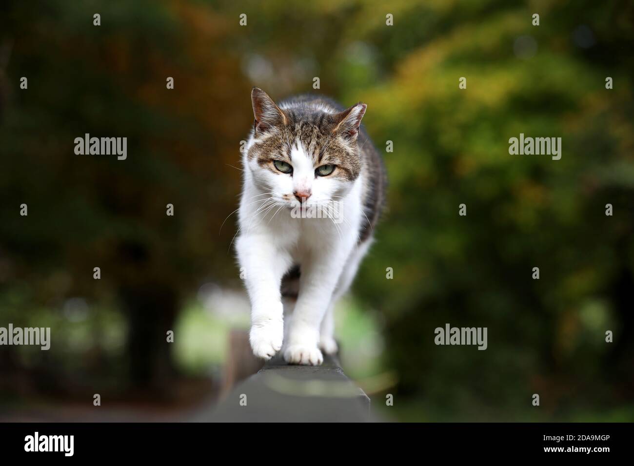 Katze, die auf einem Feld in Sussex, Großbritannien, zur Kamera läuft. Stockfoto
