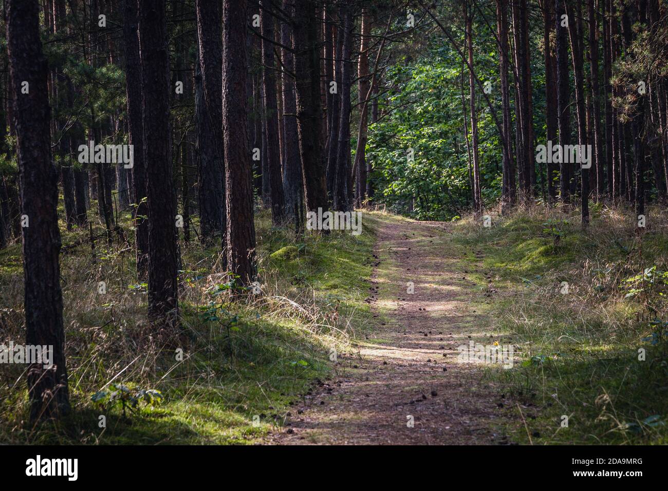 Wald auf der Insel Sobieszewo über der Bucht von Danzig in der Ostsee und dem Fluss Smiala Wisla, Polen Stockfoto