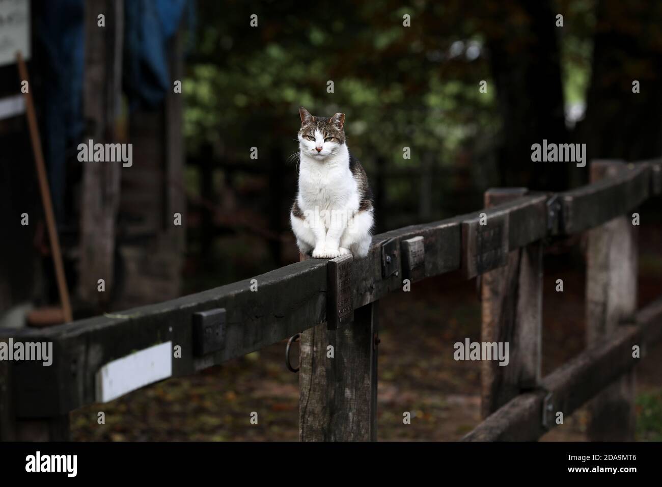 Katze, die auf einem Feld in Sussex, Großbritannien, zur Kamera läuft. Stockfoto