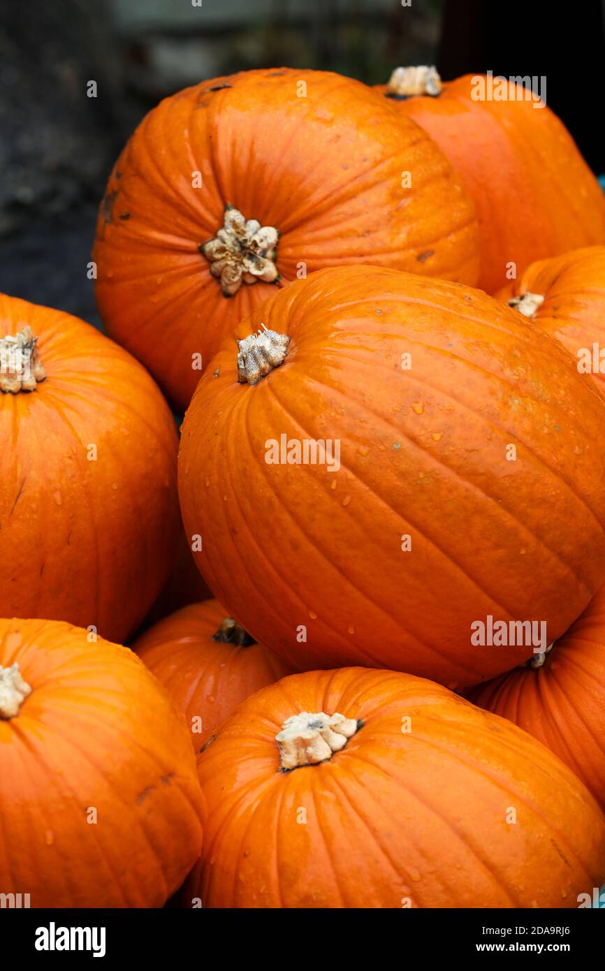 Auswahl an Kürbissen, die bei einem Halloween-Event in Chihcester, West Sussex, UK, abgebildet sind. Stockfoto