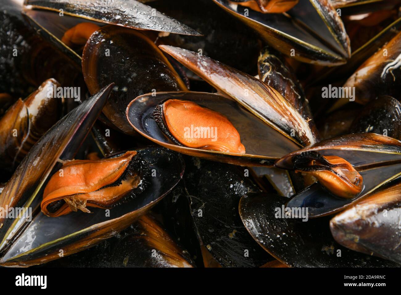 Hintergrundtextur von gekochten frischen Meeresmuscheln mit Fokus auf Eine offene Schale in der Mitte, die die Muscheln im Inneren zeigt Stockfoto