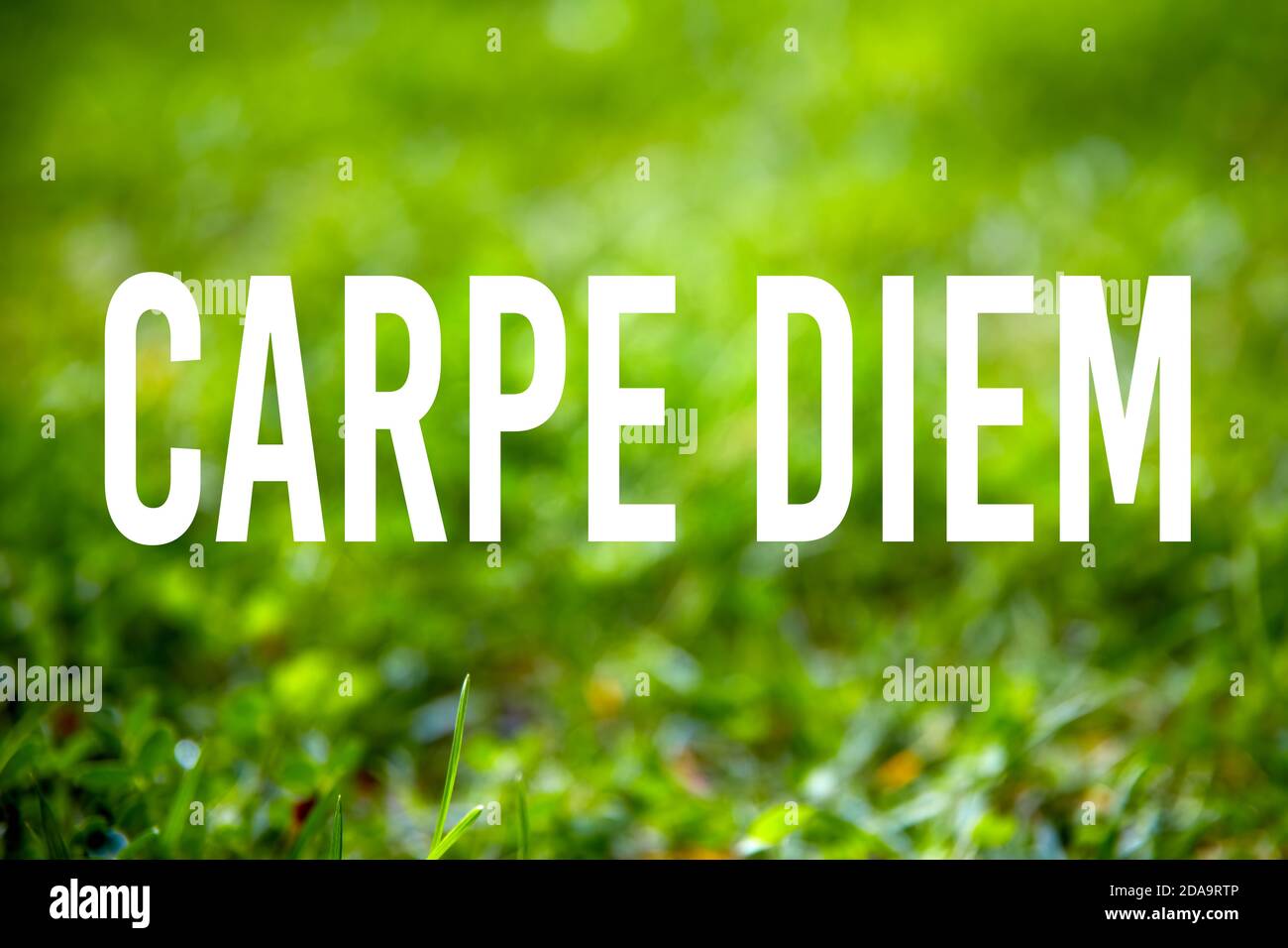 Inspirierende Zitat carpe diem (ergreifen Sie den Tag) geschrieben auf grünem Gras Garten Hintergrund. Stockfoto