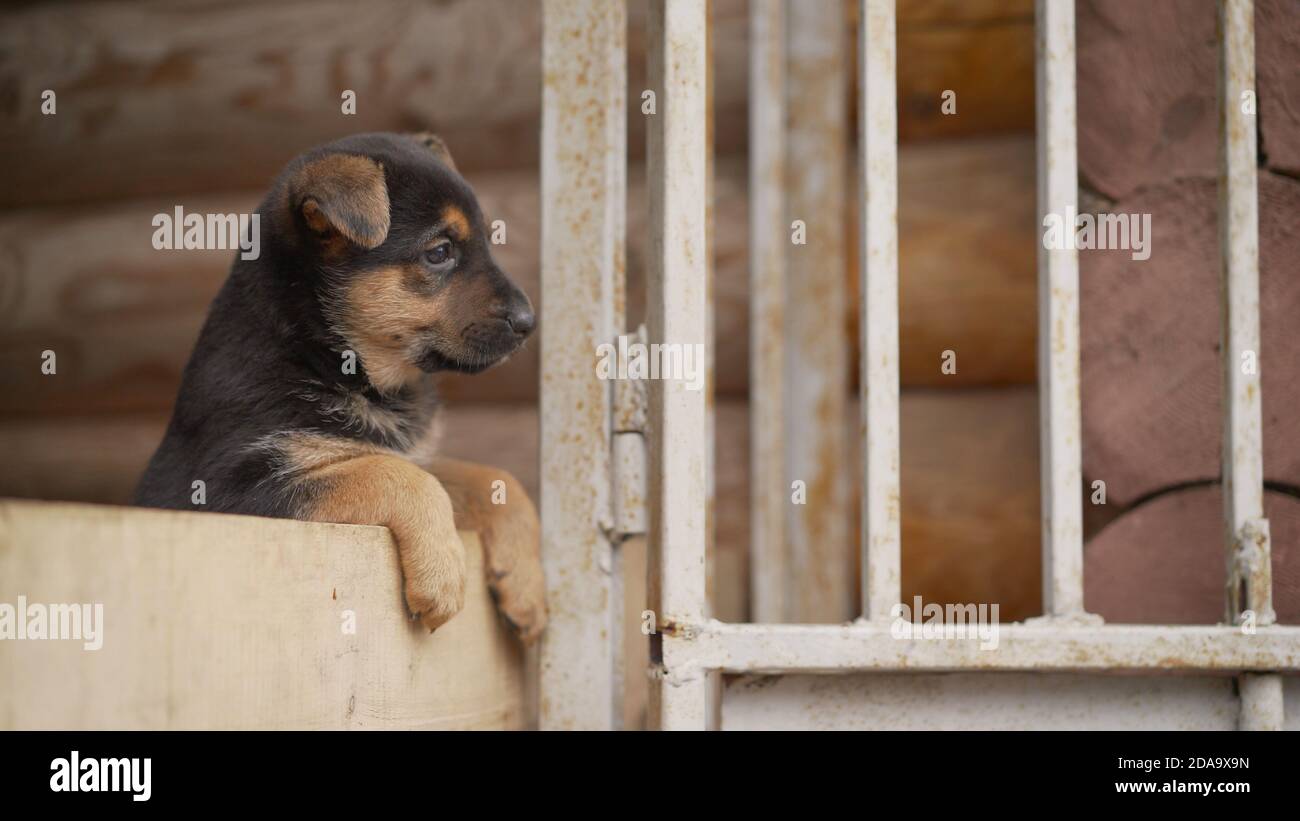 Kleiner osteuropäischer Schäferhund Welpe. East European Schäferhund Schäferhund Welpen. Geringer Fokus. Speicherplatz kopieren. Stockfoto