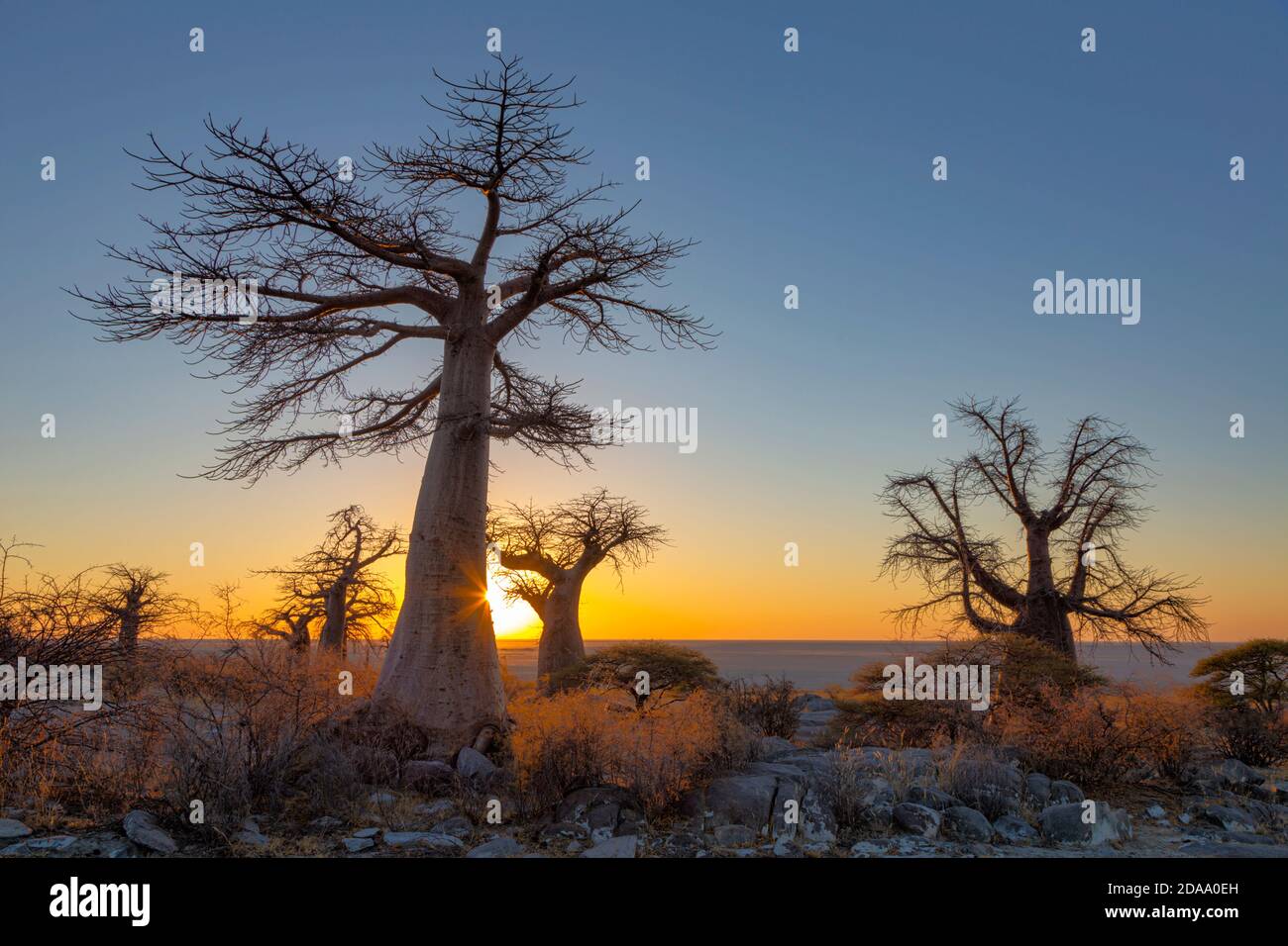 Sonne Starburst bei Sonnenaufgang an Baobab Bäumen Stockfoto