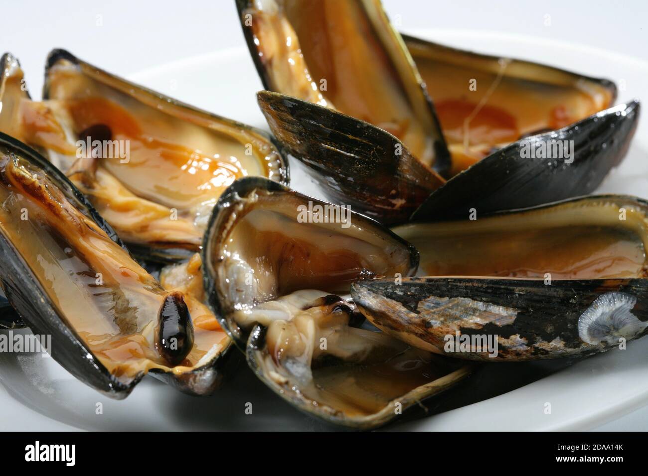 Miesmuscheln Aus Galicien Stockfotos und -bilder Kaufen - Alamy
