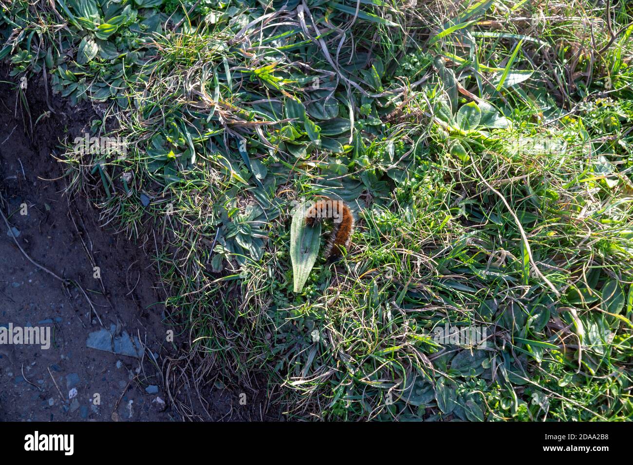 Cremespot Tigermotte Raupe auf Gras Stockfoto