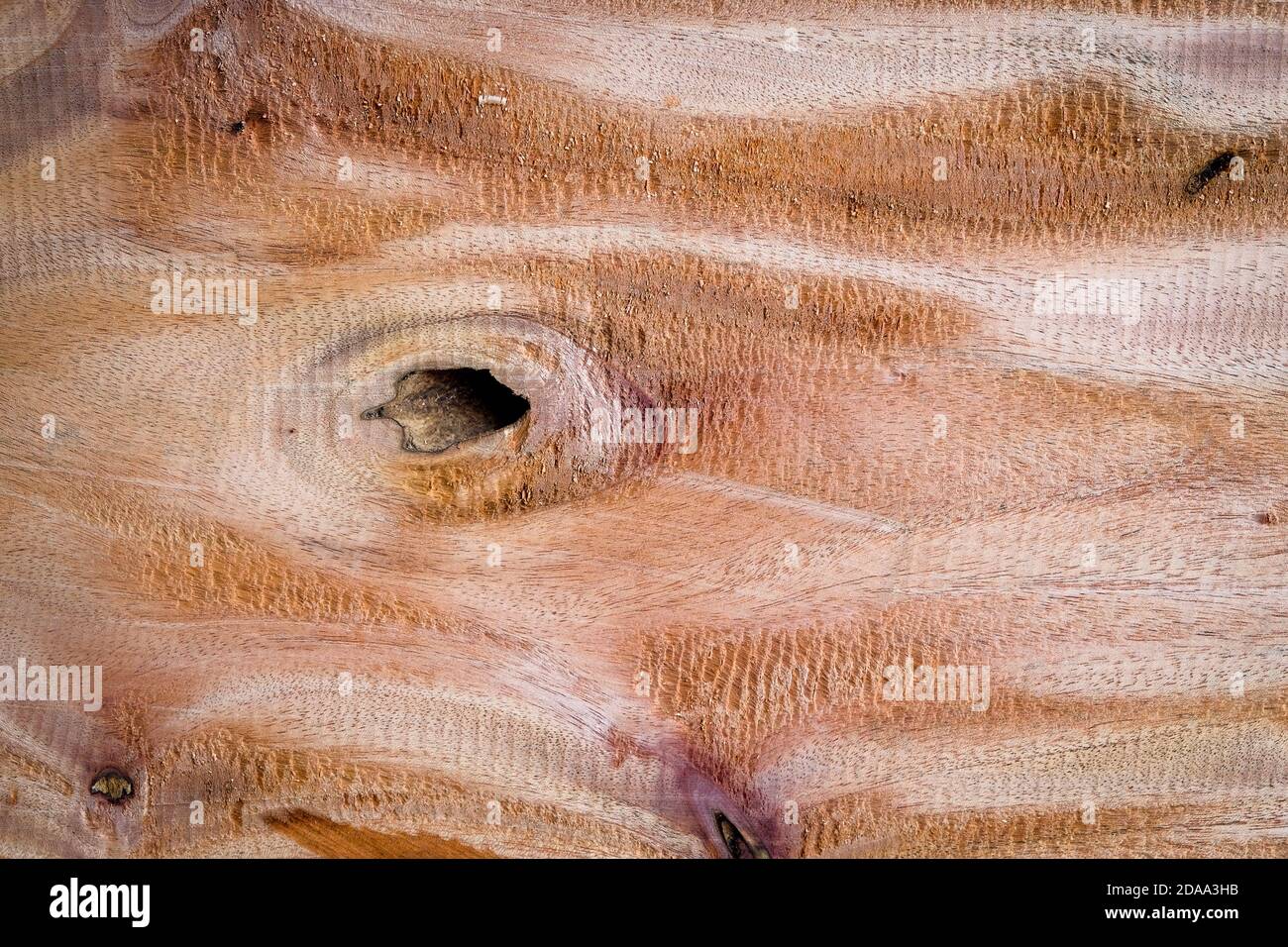 Nahaufnahme große Hartholz-Planke mit Detail, Textur und Muster der Haut Holz Natur Hintergrund Stockfoto