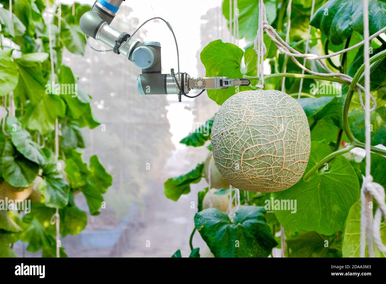 Close-up Smart Robot, die eine innen auf Melone Gewächshaus Garten für Assistenten Bauern Melone Früchte ernten installiert, Smart Farming 4.0 Konzept Stockfoto