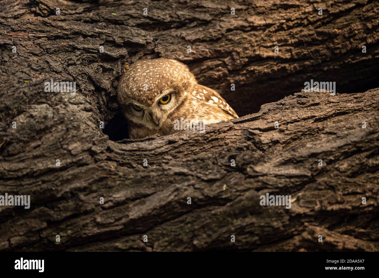 Gefleckte Ehelin oder Athene brama thronten auf einem strukturierten Toten Baumstamm in seinem Nest im keoladeo ghana Nationalpark Oder bharatpur Vogelschutzgebiet rajasthan Stockfoto