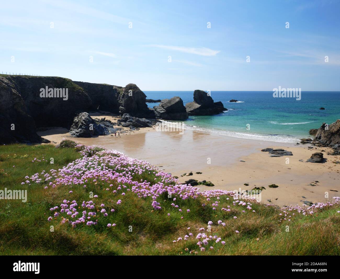 Blühende Blüte in Porthcothan Bay, Cornwall. Stockfoto