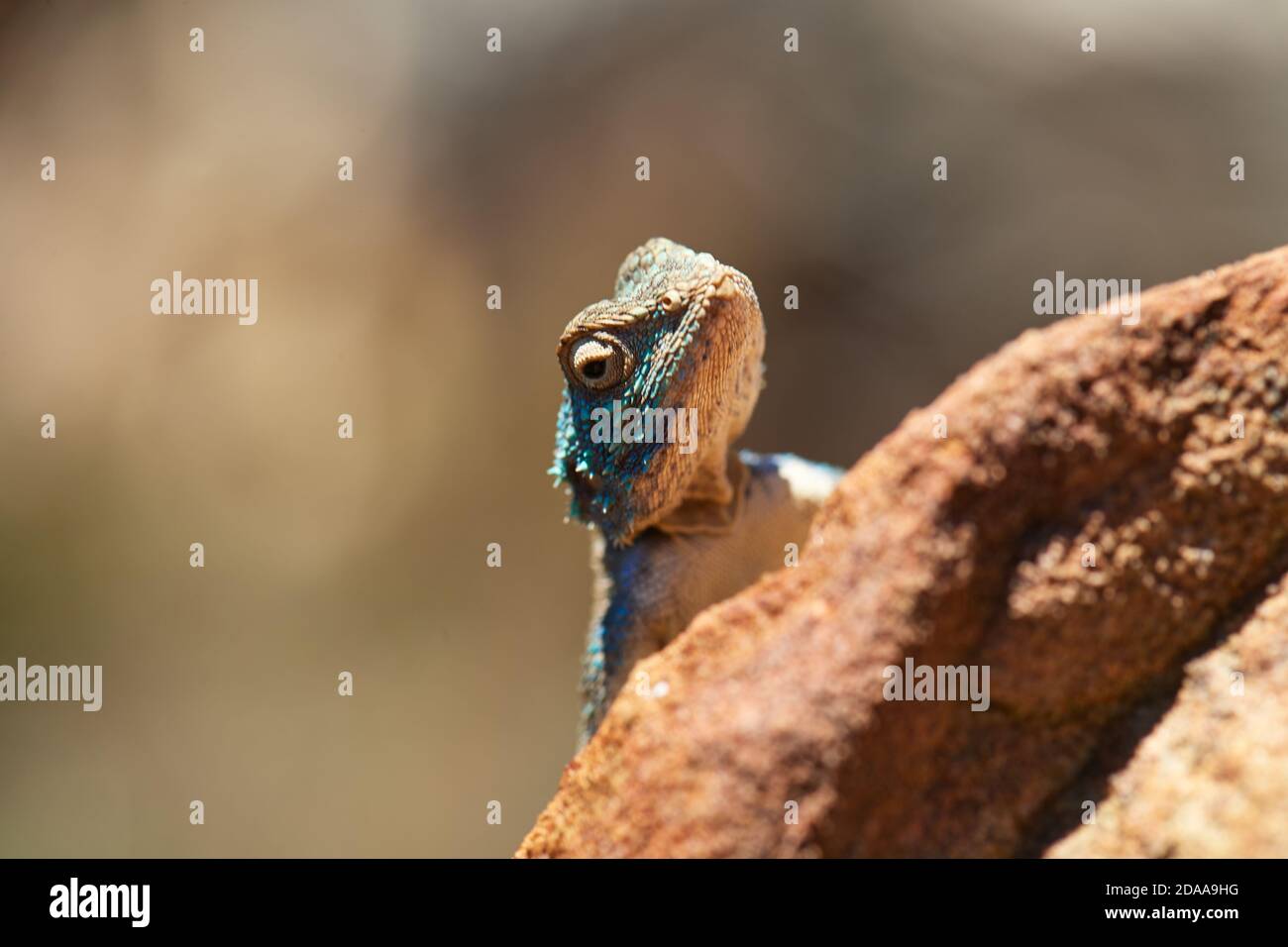Südliches Kap Agama Lizard auf Felsen im Jonkershoek Nature Reserve, Stellenbosch Stockfoto