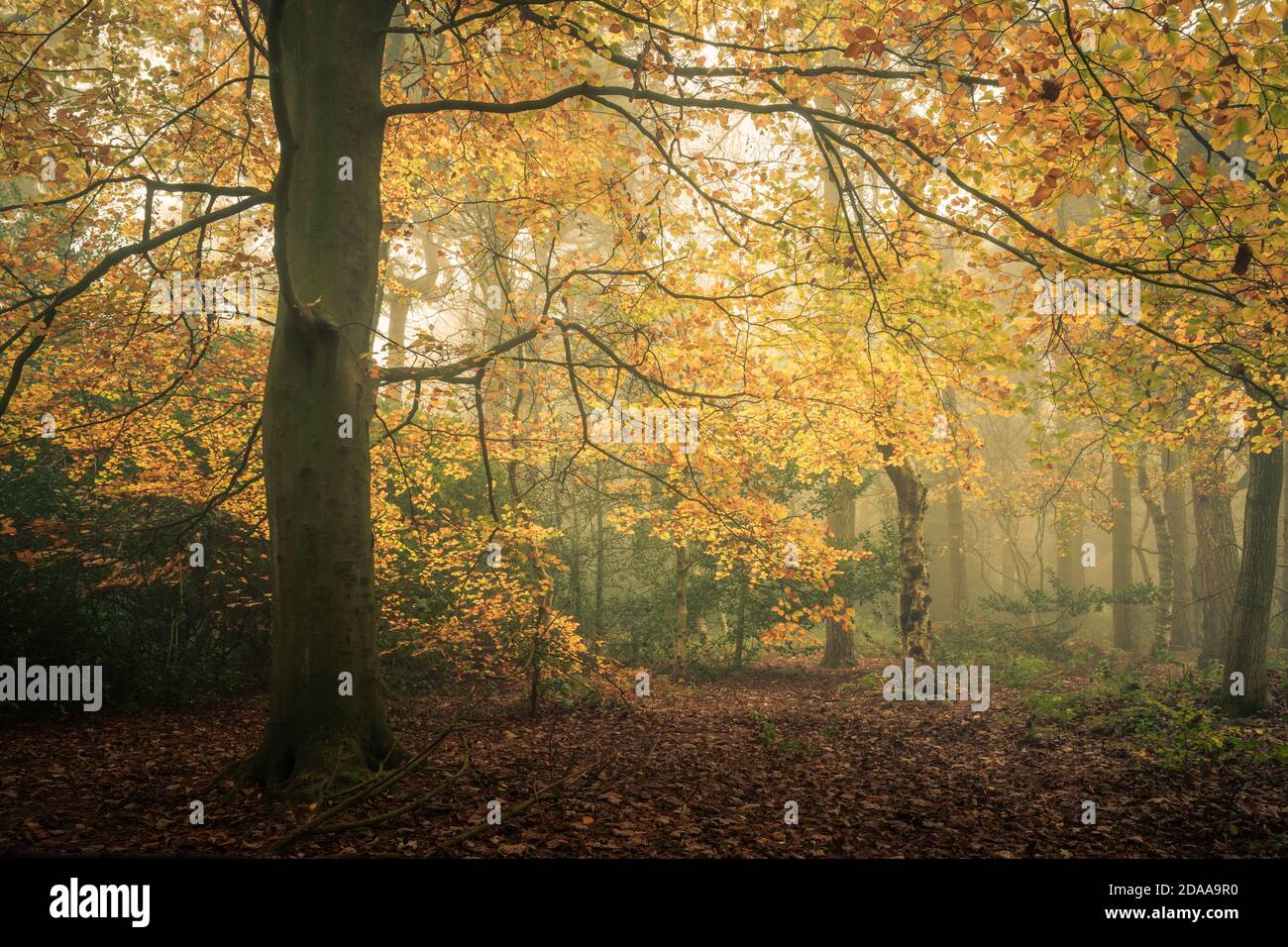 Herbstbuche im Wald, Harrogate, North Yorkshire Stockfoto