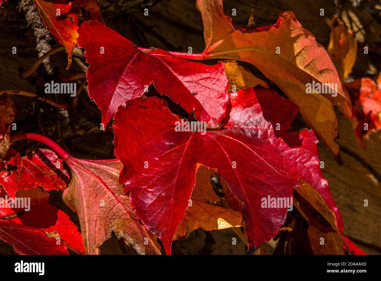 Nahaufnahme des Herbstblattes im Süden Frankreichs. Stockfoto