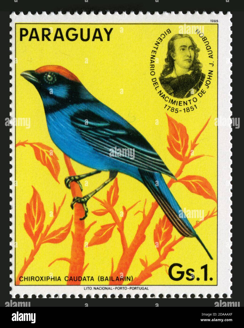 Stempel in Paraguay,Vögel,Tiere,Chiroxiphia Caudata,Bailarin Stockfoto