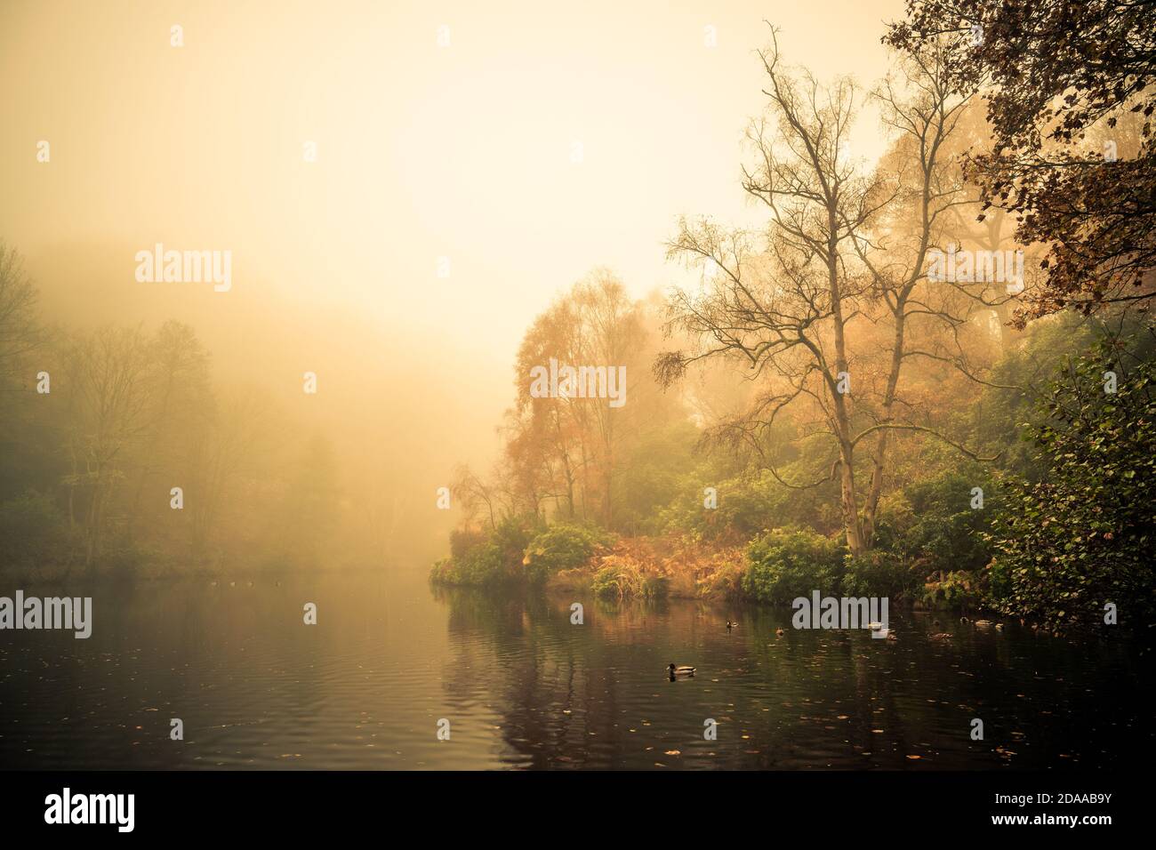 Nebel bei Fishpond Wood, Nidderdale, North Yorkshire Stockfoto