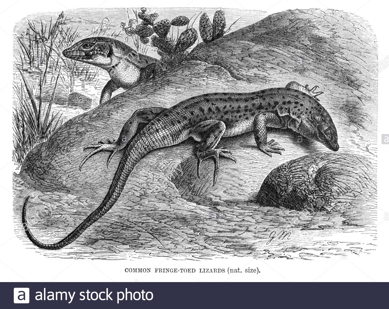 Gemeine Fringe Toed Lizard, Vintage Illustration von 1896 Stockfoto