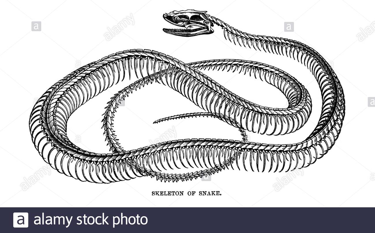 Skelett einer Schlange, Vintage Illustration von 1896 Stockfoto