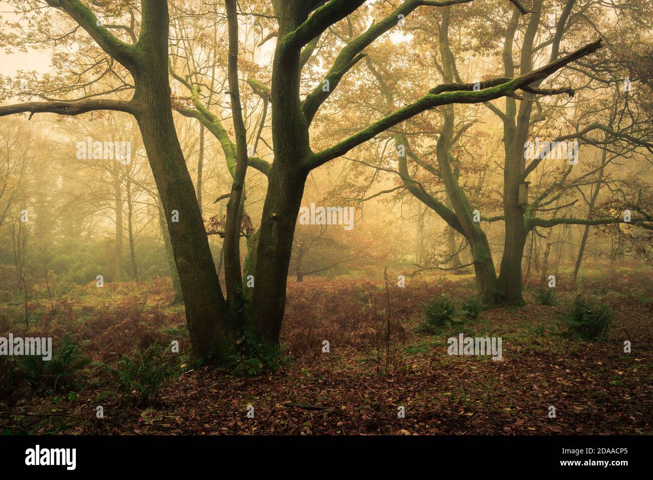 Oaks at Fishpond Wood, Nidderdale, North Yorkshire Stockfoto