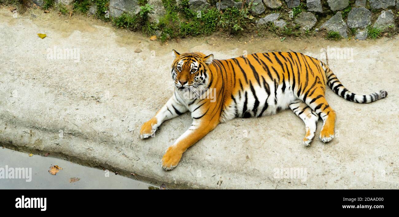 Großer gestreifter Tiger liegt auf dem Boden in der Nähe von Wasser. Erwachsenes Säugetier Raubtier, das im Zoo lebt. Draufsicht Stockfoto