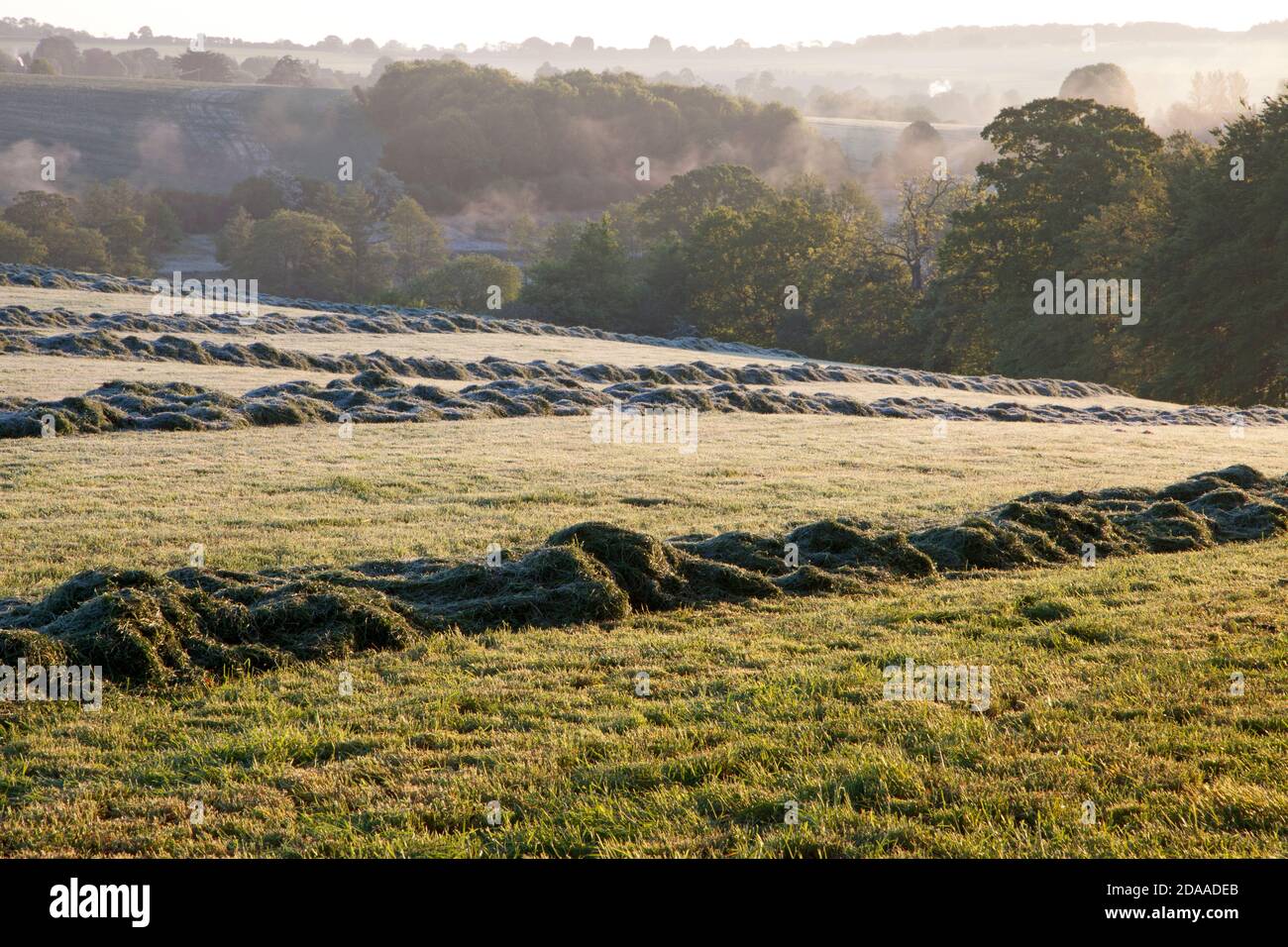Gras auf Heulage in einem Feld in der Nähe von Tisbury in Wiltshire geschnitten. Stockfoto