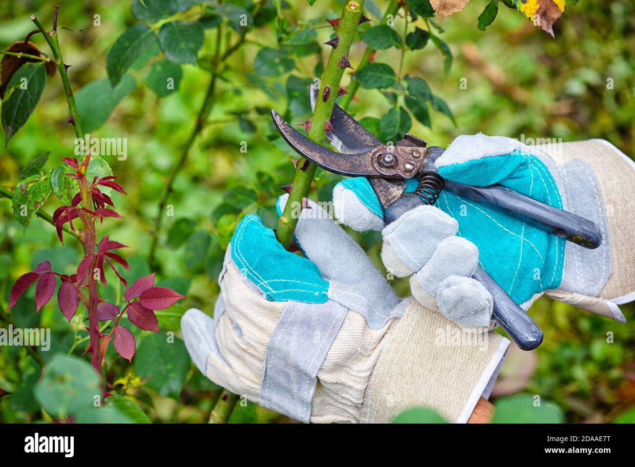 Rosen im Garten beschneiden, Gärtner Hände mit Gartenscheren Stockfoto