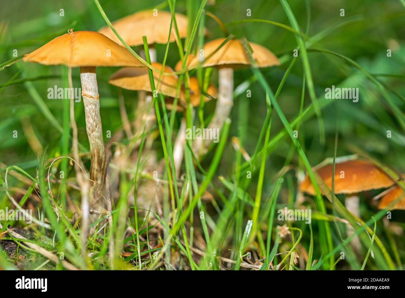 Zarte Pilze wachsen auf Graswiese Stockfoto