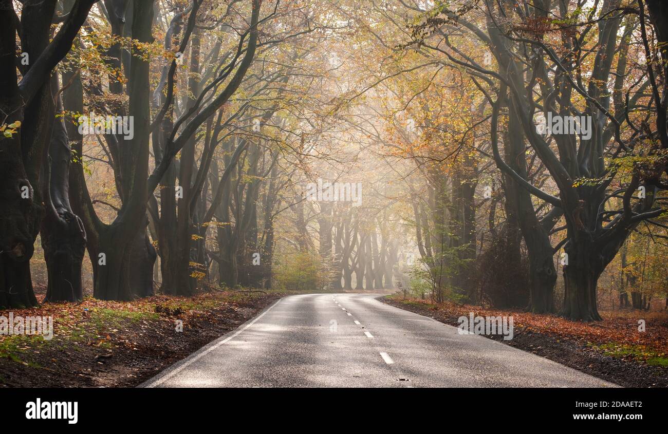 Buchenwälder mit farbenfrohem Herbstlaub säumen die Straße durch Kings Forest, Teil des Thetford Forest an der Grenze zu Norfolk/Suffolk in East Anglia. Stockfoto
