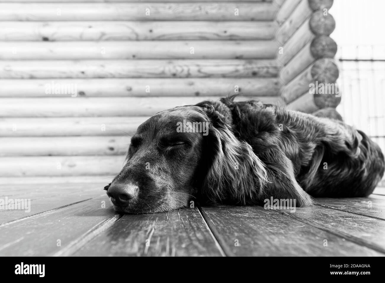 Hunderasse Wachtelhund schläft auf dem Holzboden vor verschwommenem Hintergrund der Blockwand liegend. Schwarz und Weiß. Geringer Fokus. Stockfoto