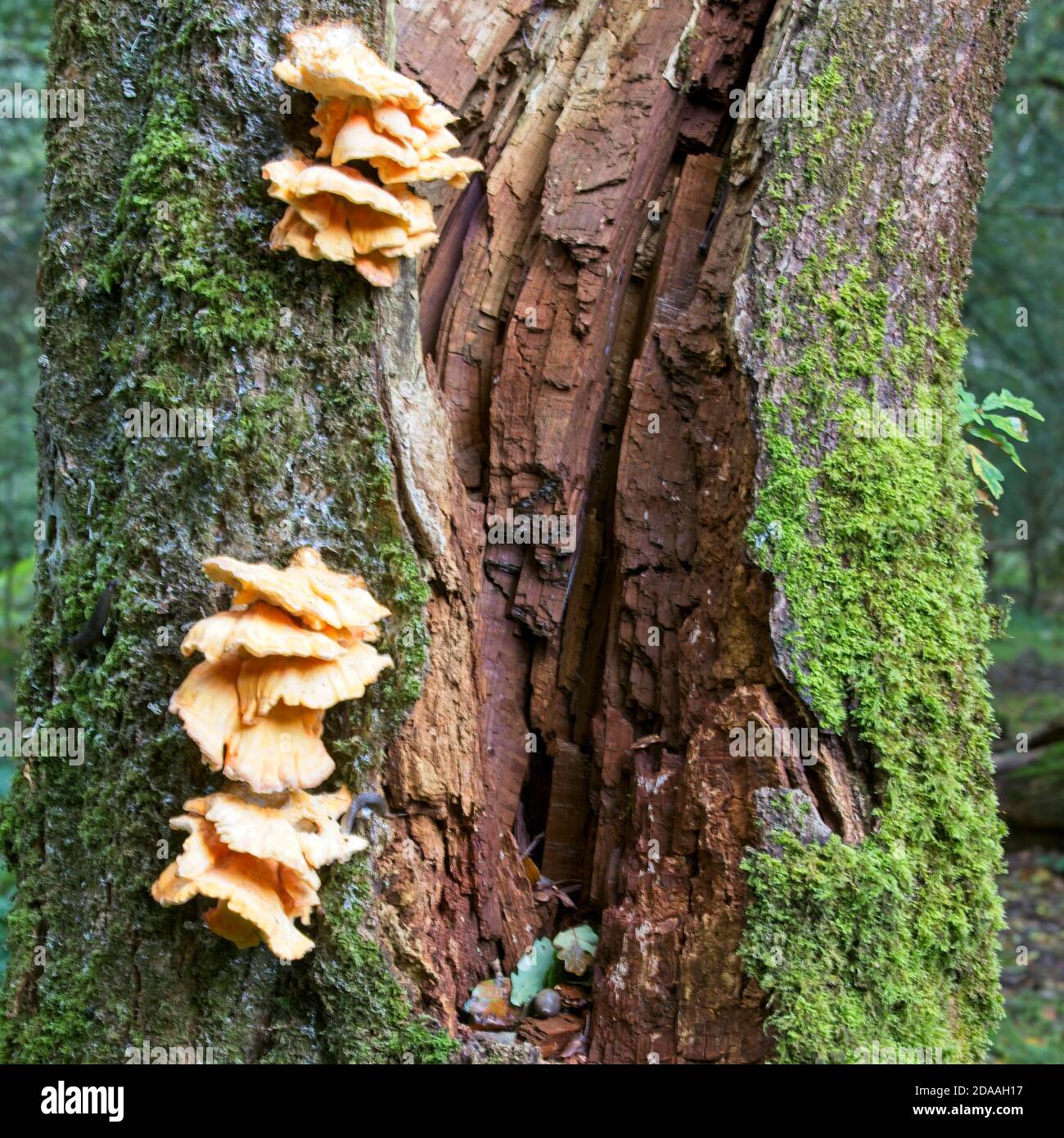 Bracket Pilz Frucht aus einem sterbenden Baumstamm, Devon, England, Großbritannien. Stockfoto