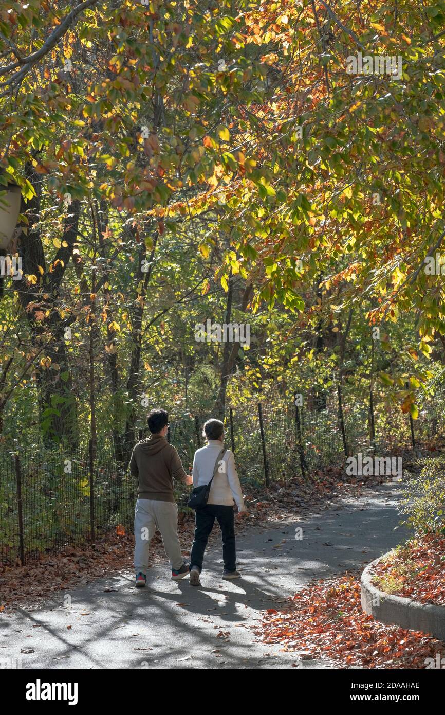 Ein Paar auf einem Übungsspaziergang zwischen den Herbstfarben. In Kissena Park, Flushing, New York City. Stockfoto