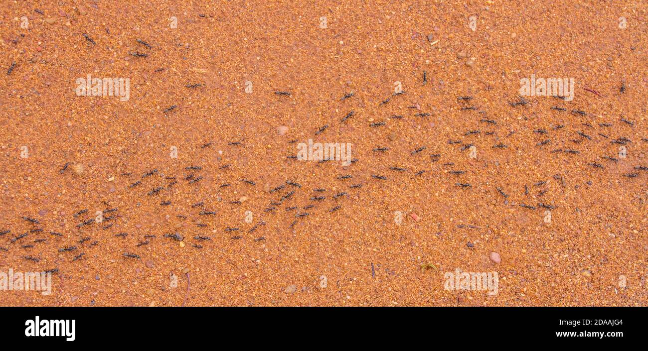 Eine Armee von Ameisen in Bewegung nach dem Regen Im Marakele Nationalpark in Südafrika Stockfoto