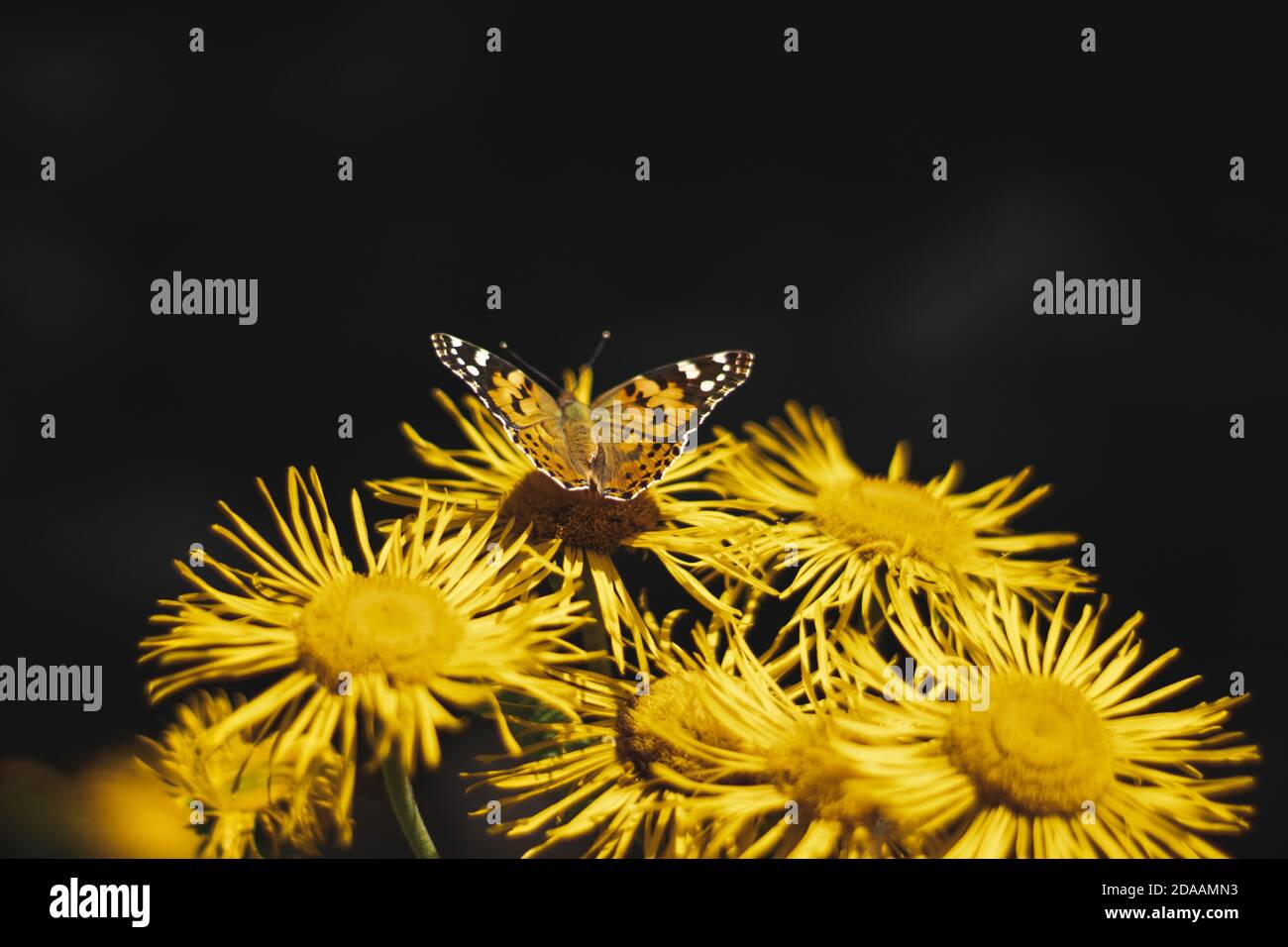 Orange Schmetterling auf gelben Blüten, Sommerzeit Stockfoto