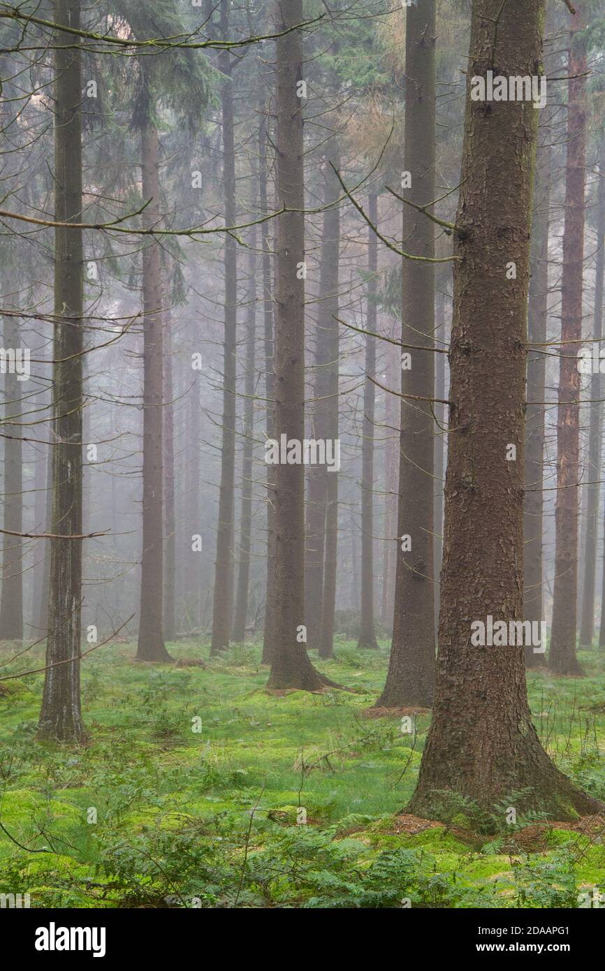 Hohe Kiefern in Nebelwald, Moos auf dem Boden Stockfoto