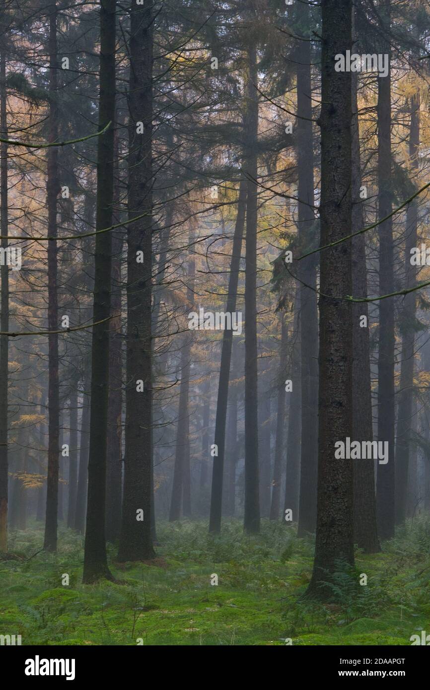 Hohe Kiefern in Nebelwald, Moos auf dem Boden, im Hintergrund Lärchen in Herbstfarben Stockfoto