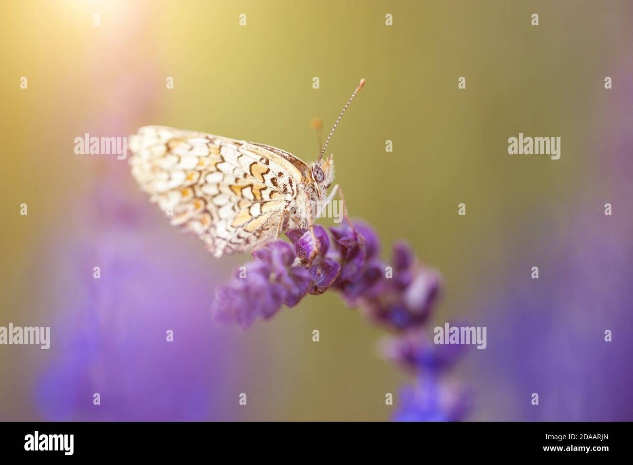 Farbiges Foto von Schmetterling und Frühlingsblumen Stockfoto