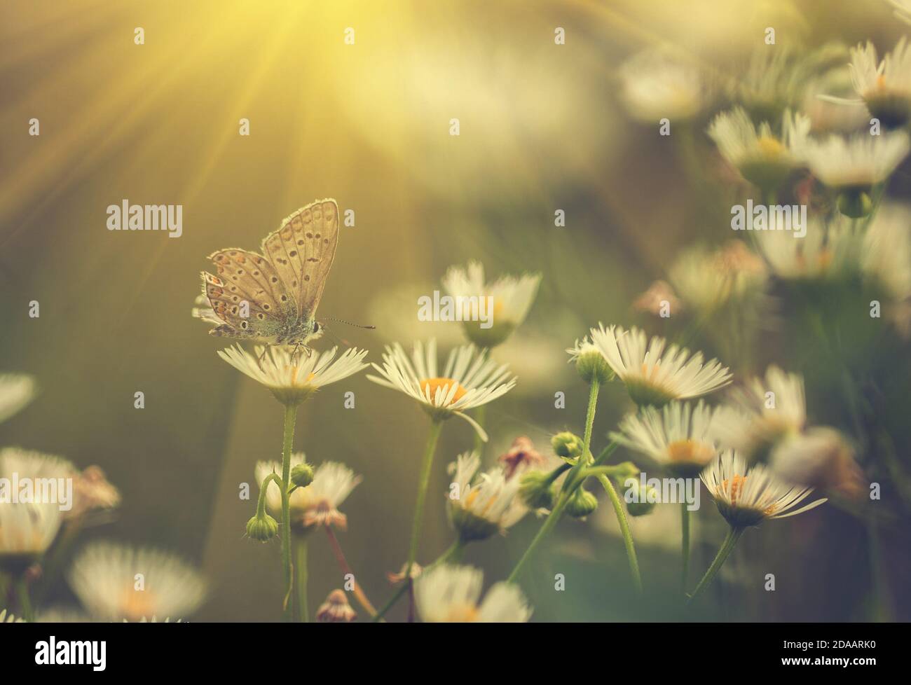Farbiges Foto von Schmetterling und Frühlingsblumen Stockfoto