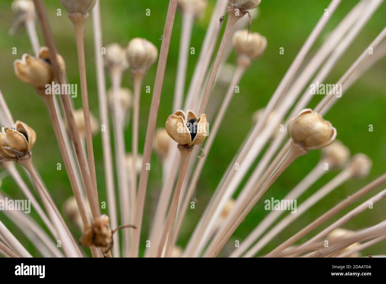 Dead Allium Blume Kopf Nahaufnahme Makro gegen ein Grün Gartenhintergrund Stockfoto