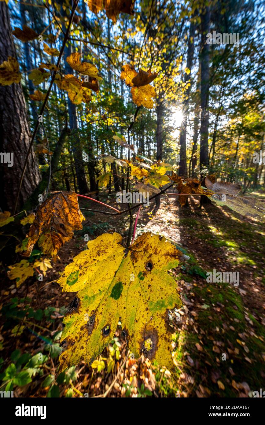 Herbstblatt Nahaufnahme in einer Waldszene mit der Sonne tief im Himmel. Blidworth Woods Nottinghamshire england Großbritannien Stockfoto