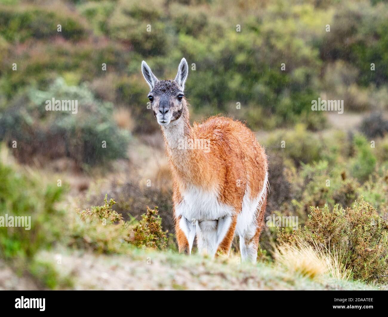 Vicuna in Süd-América Patagonien Stockfoto