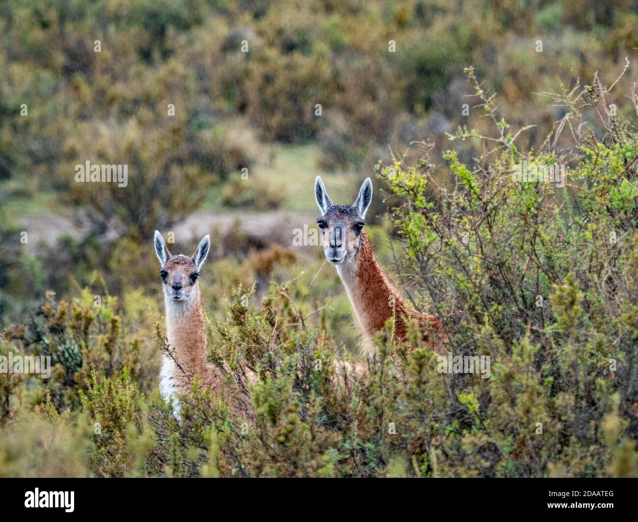 Vicuna in Süd-América Patagonien Stockfoto