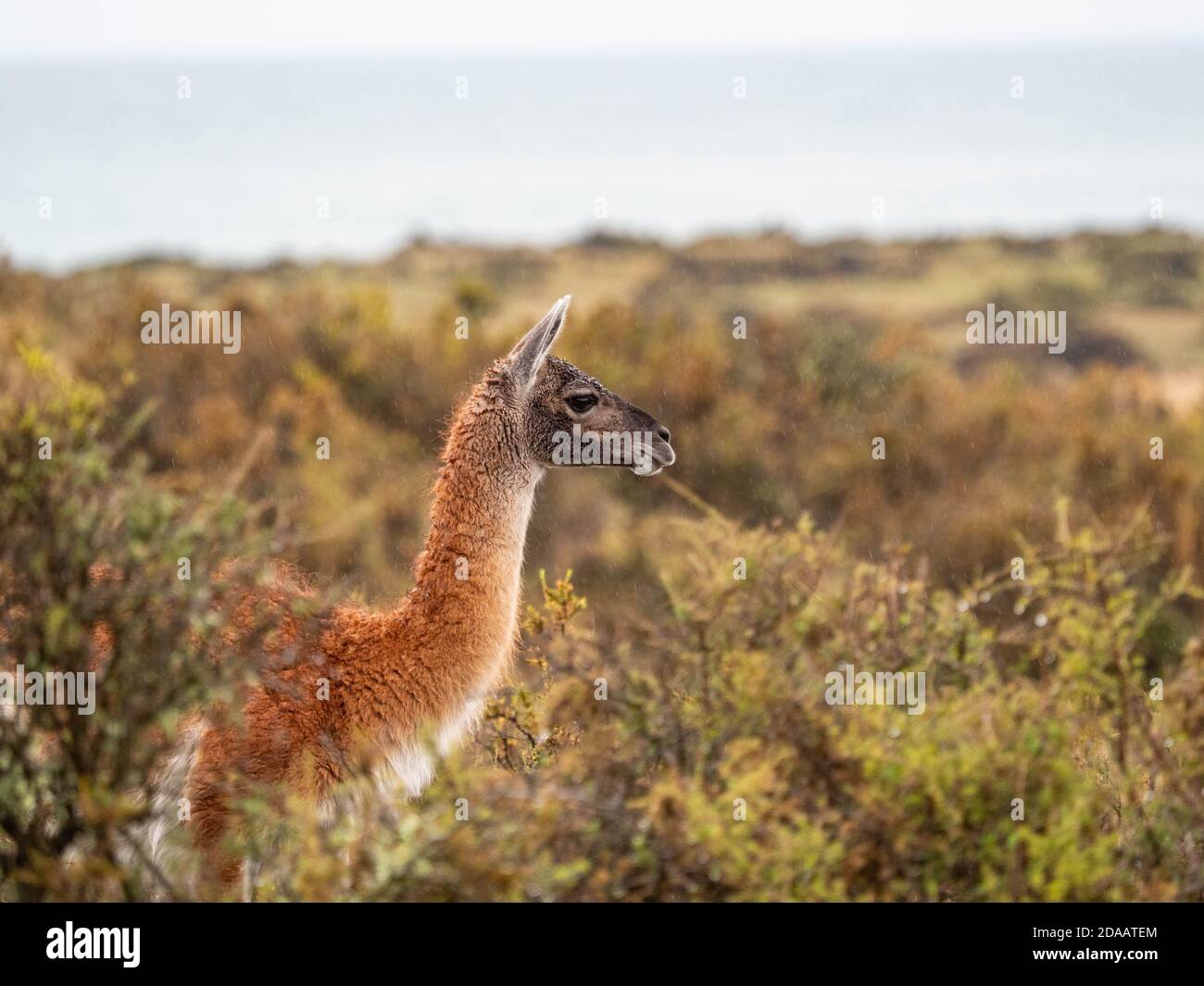 Vicuna in Süd-América Patagonien Stockfoto