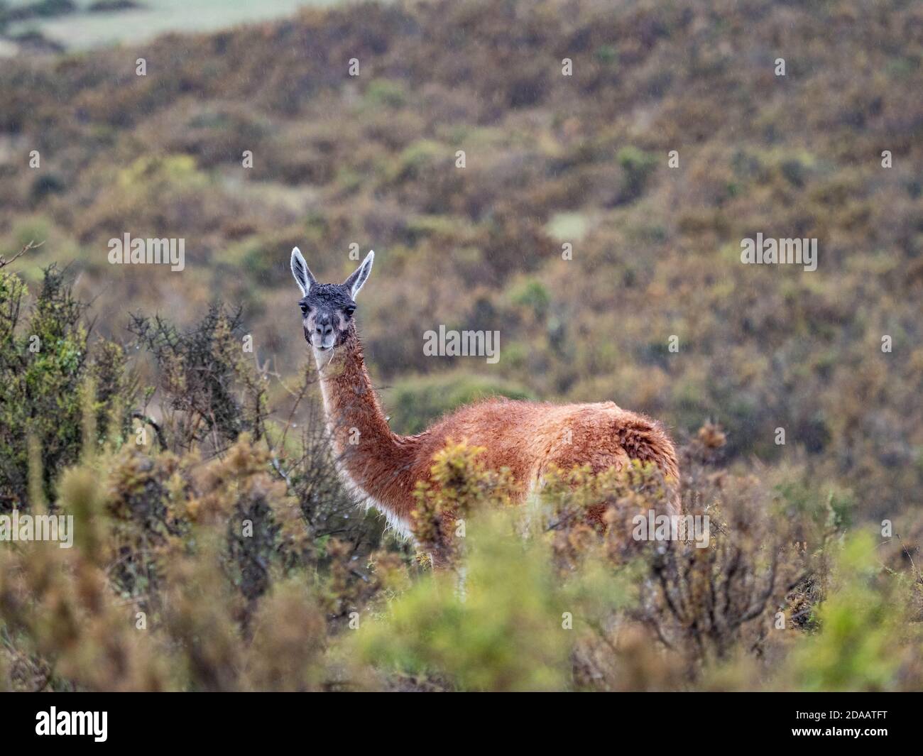 Vicuna in Süd-América Patagonien Stockfoto