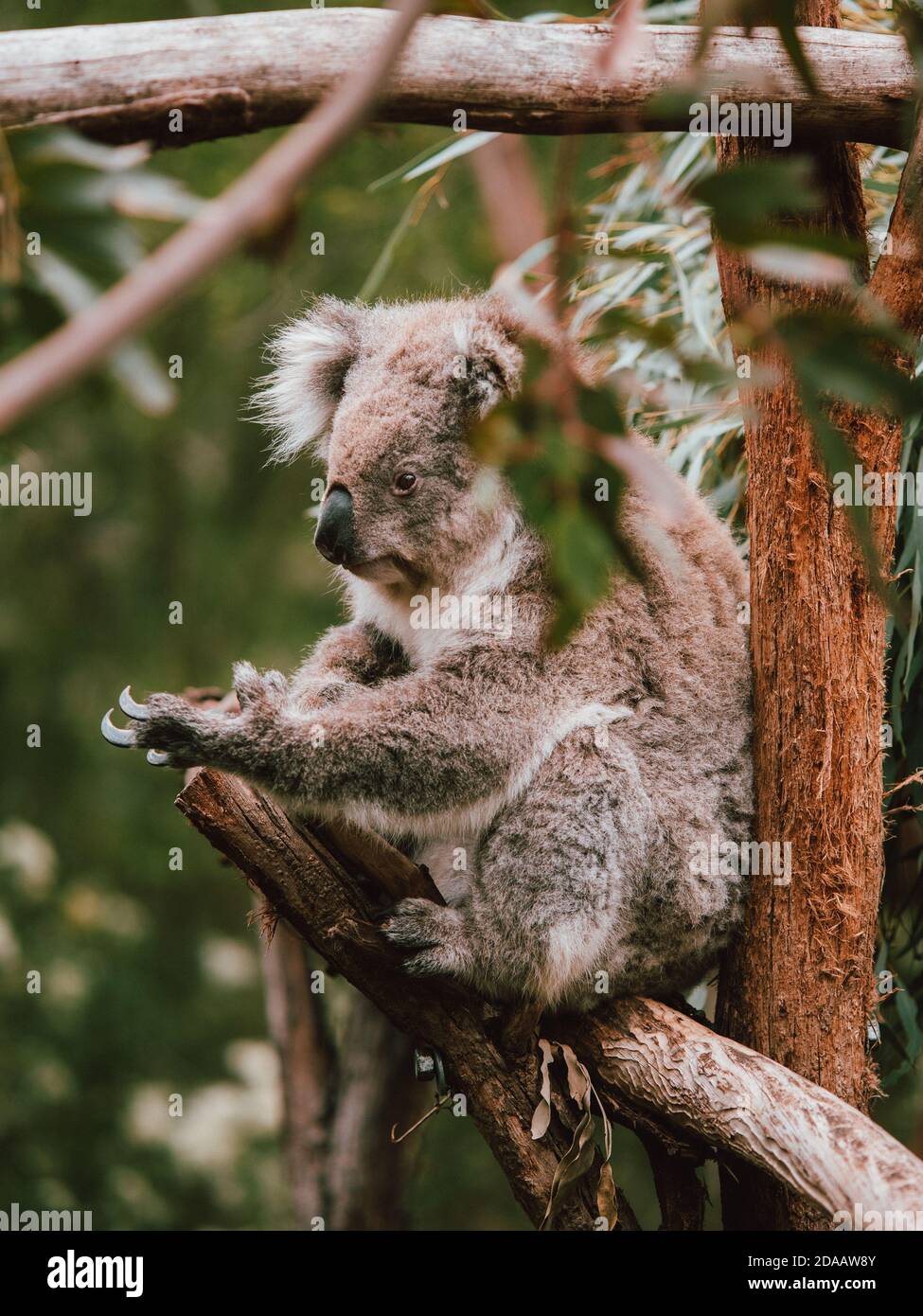 Ein wilder Koala in den Bäumen, Fütterung und Ruhe. Westaustralien Stockfoto