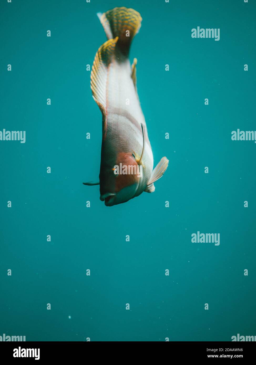 Ein Fisch, der für die Kamera auftrat und in einem wilden Aquarium in Busselton, Westaustralien, direkt gegen das Glas schwimmt Stockfoto